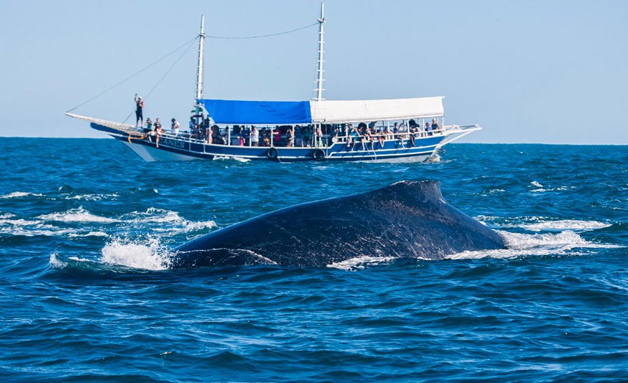 Segue emperrado o turismo de observação de baleias em SC